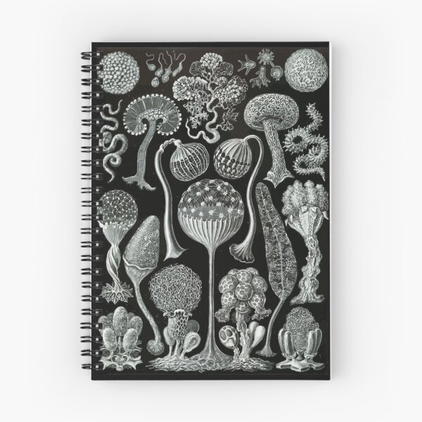 Item preview, Order Scleractinia designed and sold by PatronesKawai.
