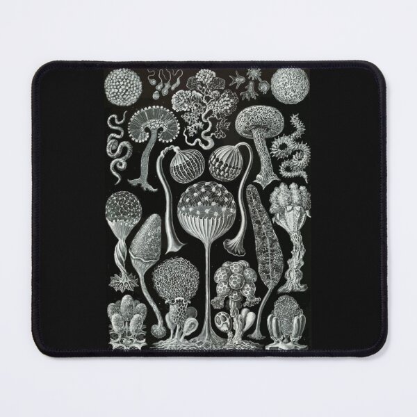 Item preview, Order Scleractinia designed and sold by PatronesKawai.