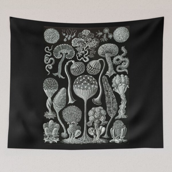 Item preview, Order Scleractinia designed and sold by PatronesKawai.
