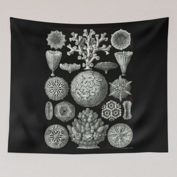 Item preview, Order Scleractinia designed and sold by PatronesKawai.
