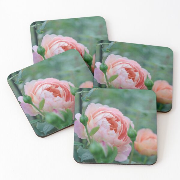 Item preview, David Austin's "Lady of Shalott" rose designed and sold by kjamesphotos.