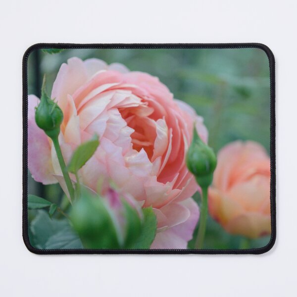 Item preview, David Austin's "Lady of Shalott" rose designed and sold by kjamesphotos.