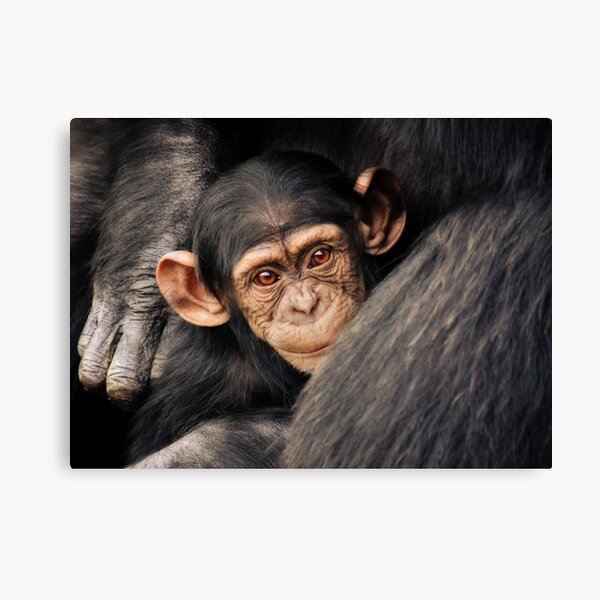 Surrounded Canvas Print