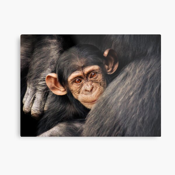 Surrounded Metal Print