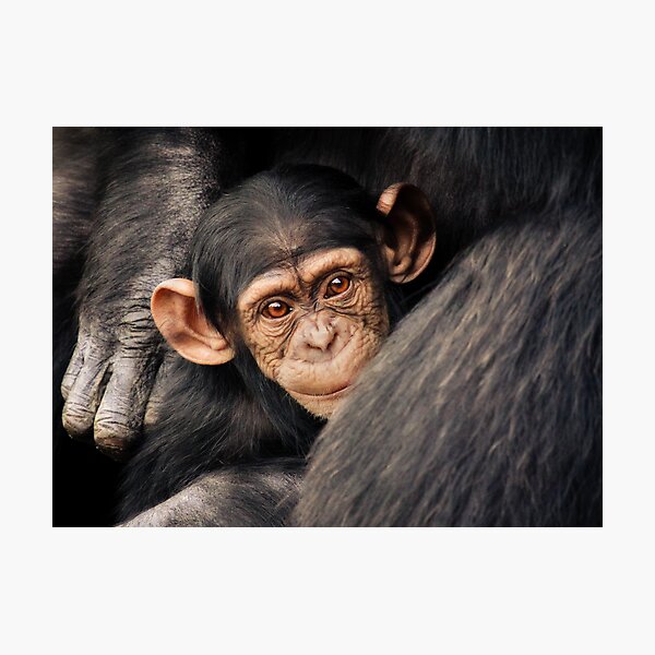 Surrounded Photographic Print