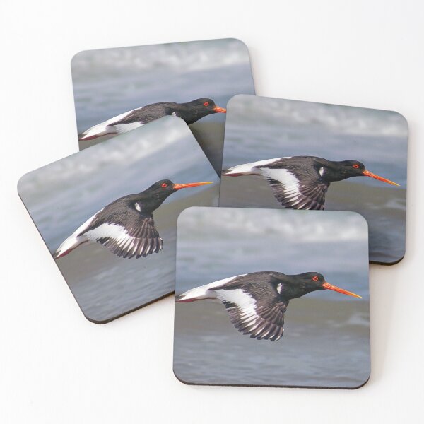 Item preview, Oystercatcher in Flight designed and sold by Tom McPherson Photography.