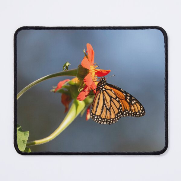 Item preview, Monarch Butterfly 2024-1 designed and sold by Thomasyoung.