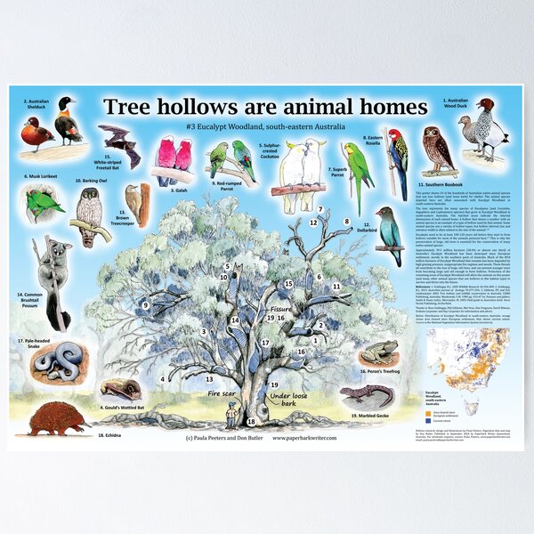 Item preview, Tree hollows are animal homes #3 (detailed poster design) designed and sold by Paula Peeters.