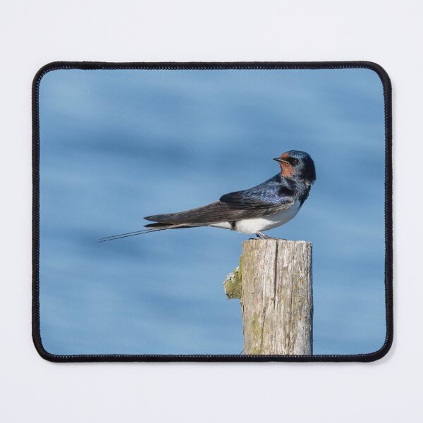 Item preview, Barn Swallow designed and sold by ansaharju.