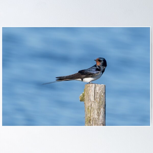 Item preview, Barn Swallow designed and sold by ansaharju.