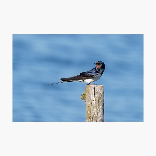 Item preview, Barn Swallow designed and sold by ansaharju.