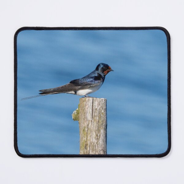 Item preview, Barn Swallow designed and sold by ansaharju.