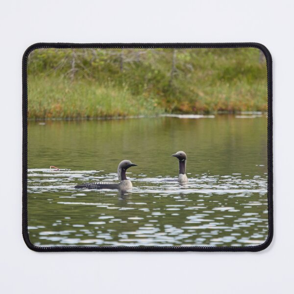 Item preview, Couple. Black-throated loon designed and sold by Jouko Lehto Photography.