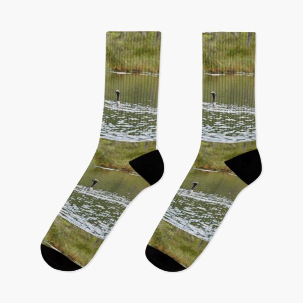 Item preview, Couple. Black-throated loon designed and sold by Jouko Lehto Photography.