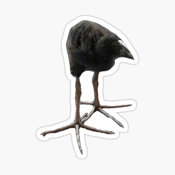 Item preview, Baby Pukeko Silly Bird designed and sold by vwlilly.
