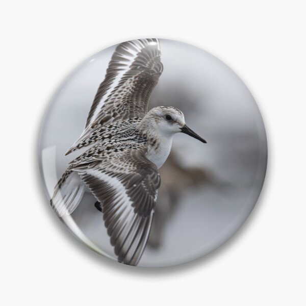 Item preview, The sanderling in flight designed and sold by kathleenjean.
