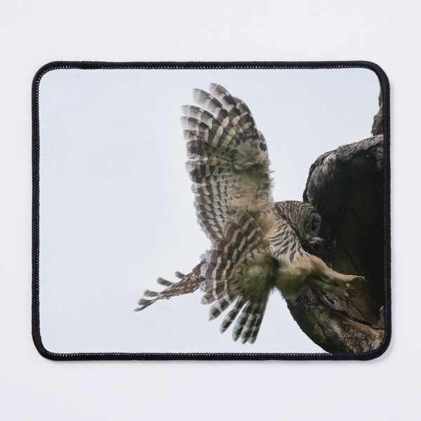Item preview, Mama Barred owl and its baby designed and sold by Puttaswamy Ravishankar.