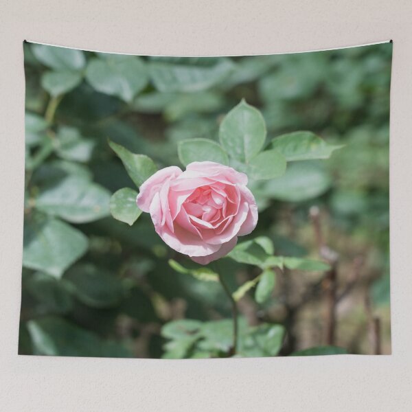 Item preview, Baby Pink Rose Opening Softly designed and sold by Georgia Mizuleva.