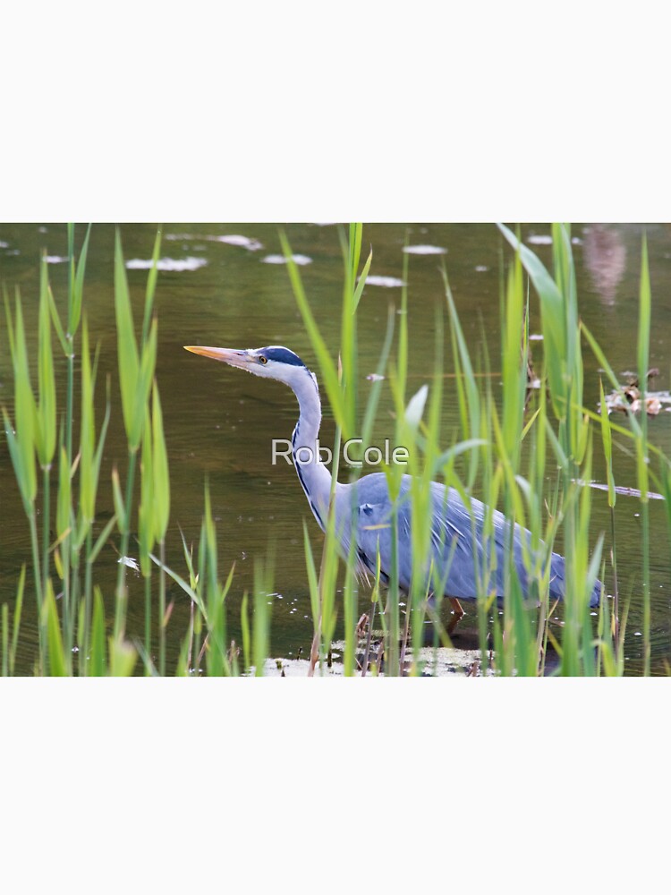 Grey Heron (Ardea cinerea) by robcole