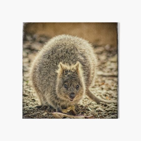 Quokka Art Board Print