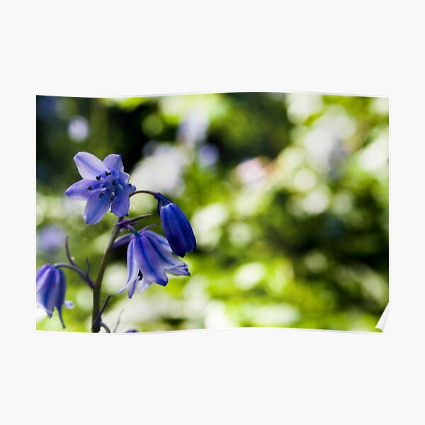 Spanish Bluebell Poster