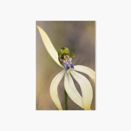 Leafless Orchid Art Board Print