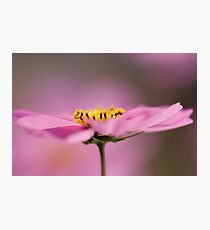 Cosmos Photographic Print