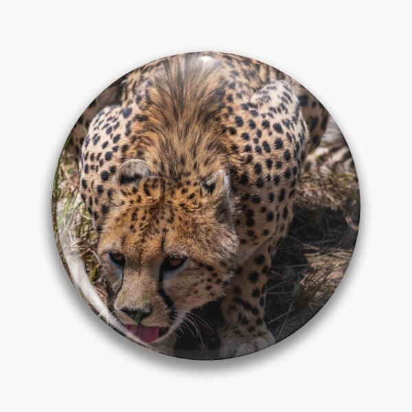 Item preview, Drinking cheetah designed and sold by kjewikarn.