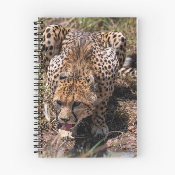 Item preview, Drinking cheetah designed and sold by kjewikarn.