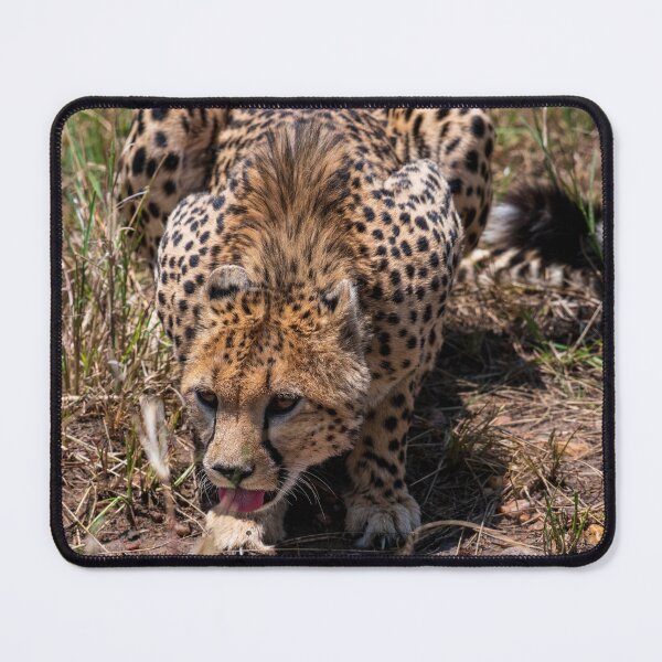 Item preview, Drinking cheetah designed and sold by kjewikarn.