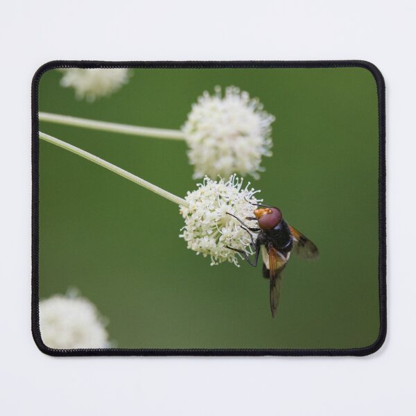 Item preview, The ball wanted. Pellucid fly designed and sold by Jouko Lehto Photography.