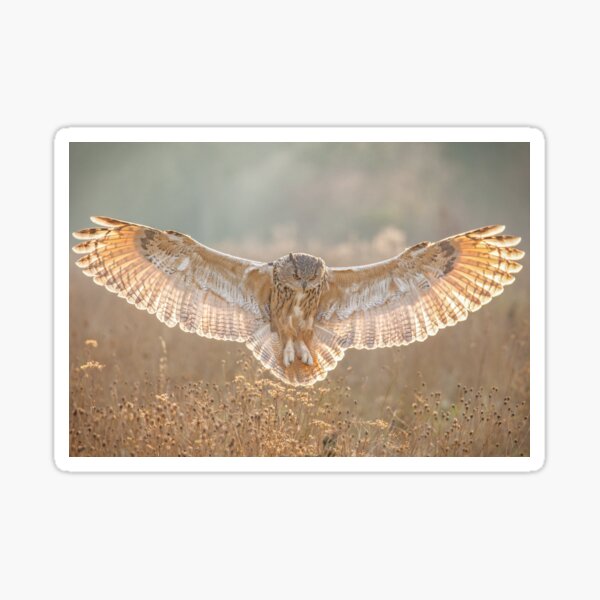 Eagle Owl flying over autumn meadow Sticker
