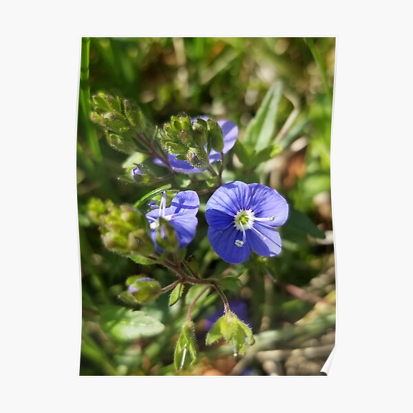 Veronica Persica Poster