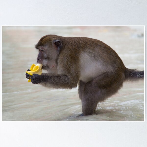 Item preview, Monkey eating a banana designed and sold by PJCPhotography.