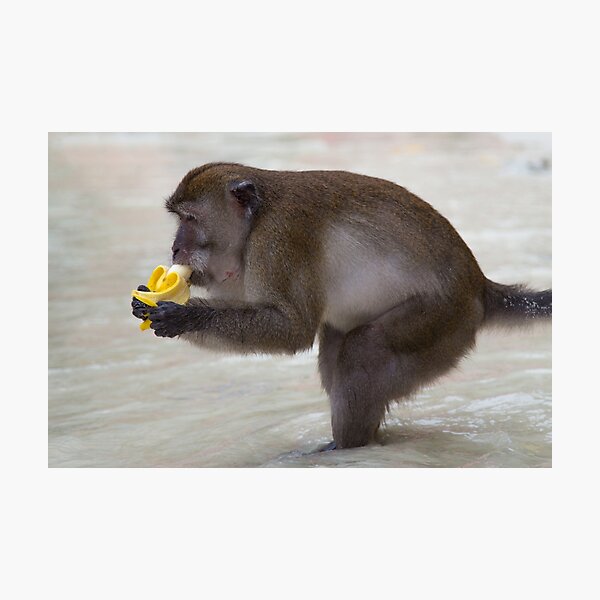 Item preview, Monkey eating a banana designed and sold by PJCPhotography.
