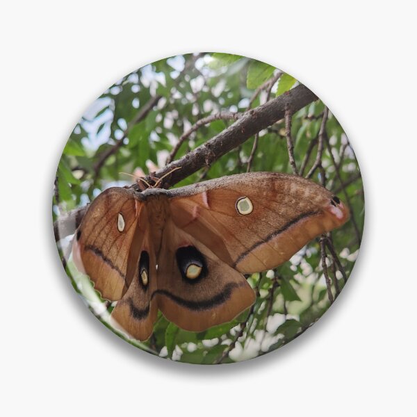 Item preview, Polyphemus Moth designed and sold by Hannah M..