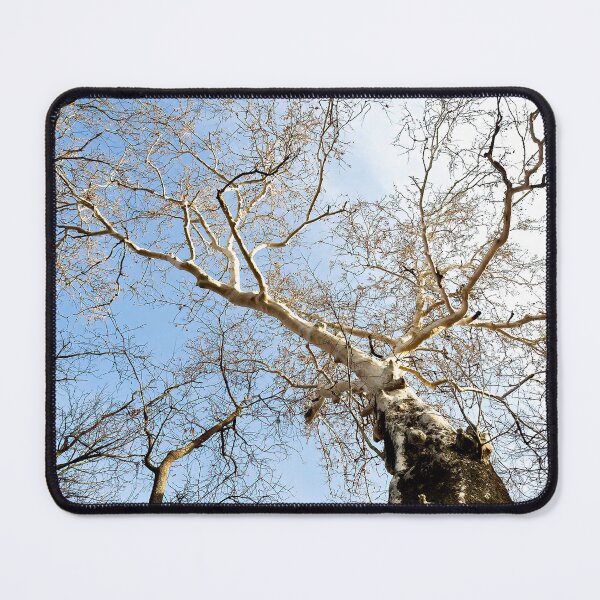 Item preview, After the leaves have fallen designed and sold by Joel Bader.