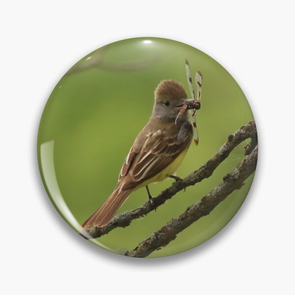 Item preview, Tyrant Flycatcher with his Prize designed and sold by outdoorstudio.