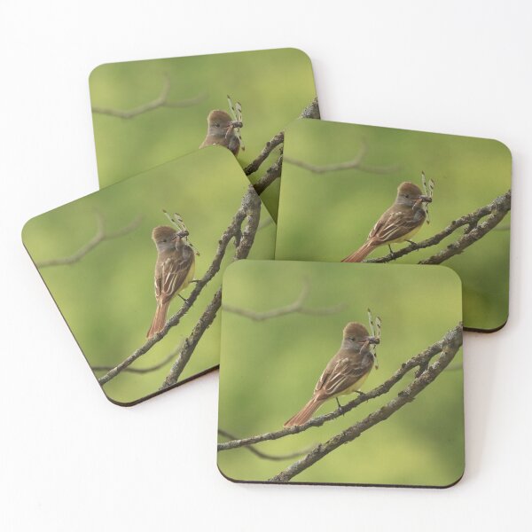 Item preview, Tyrant Flycatcher with his Prize designed and sold by outdoorstudio.