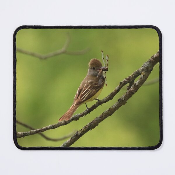Item preview, Tyrant Flycatcher with his Prize designed and sold by outdoorstudio.