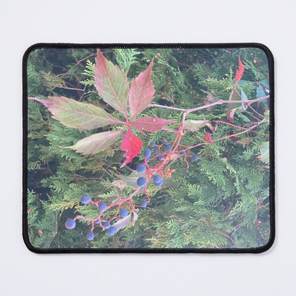 Item preview, Autumn Vine with Berries in front of Evergreens designed and sold by Amanda1775.