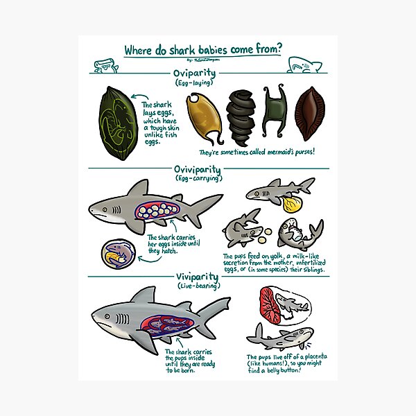Item preview, Illustrated Guide to Shark Babies designed and sold by KetrinaDrawsALot.