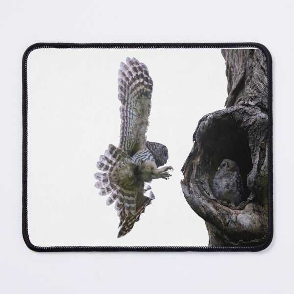 Item preview, Mama Barred Owl approaching its baby designed and sold by Puttaswamy Ravishankar.