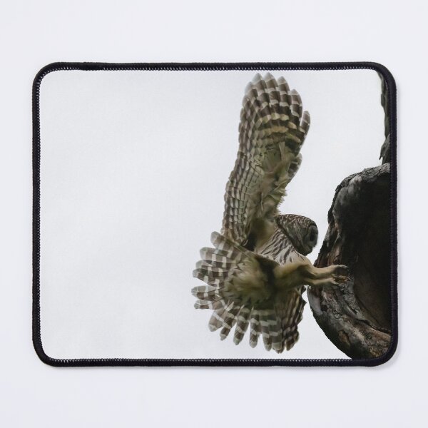 Item preview, Mama Barred owl Smooth Landing designed and sold by Puttaswamy Ravishankar.