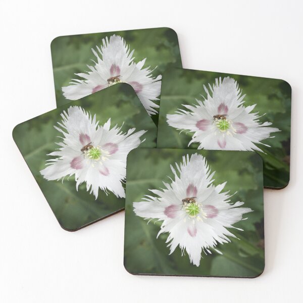 Item preview, Poppy and the fly designed and sold by Jouko Lehto Photography.