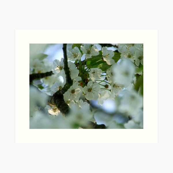 Item preview, Into Softness designed and sold by TriciaDanby.