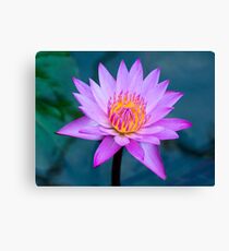 Water Lily Canvas Print
