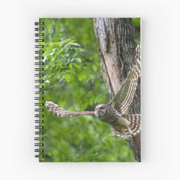 Item preview, Mama Barred Owl in Hunting Mode designed and sold by Puttaswamy Ravishankar.