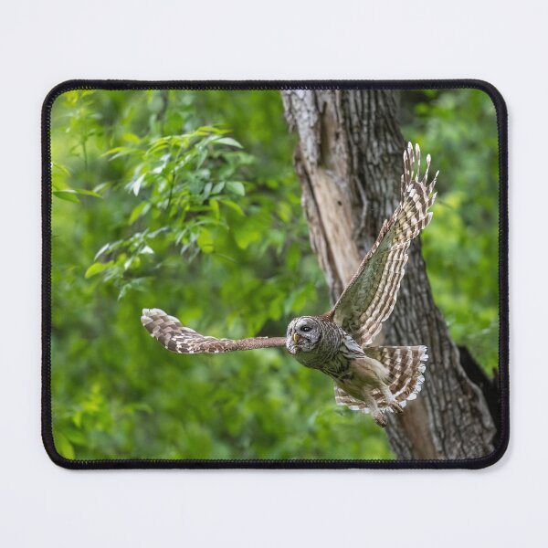 Item preview, Mama Barred Owl in Hunting Mode designed and sold by Puttaswamy Ravishankar.