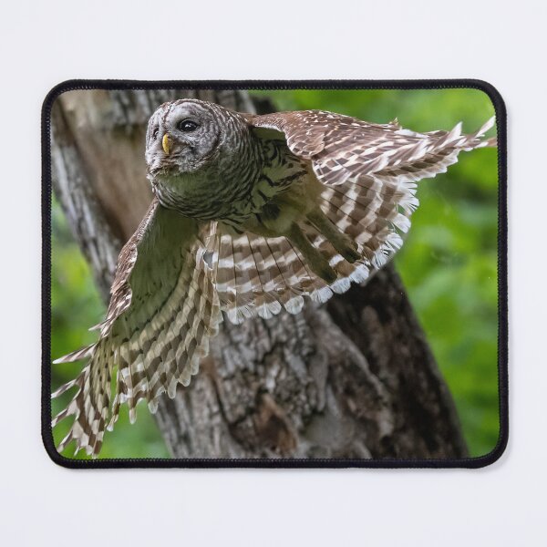 Item preview, Mama Barred Owl at Full Speed designed and sold by Puttaswamy Ravishankar.